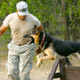 Illustration for article titled Dog Training Your Canine With Prong Collars